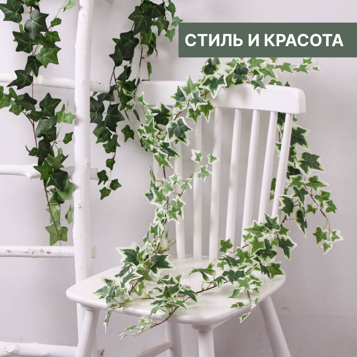 Плющ на заборе