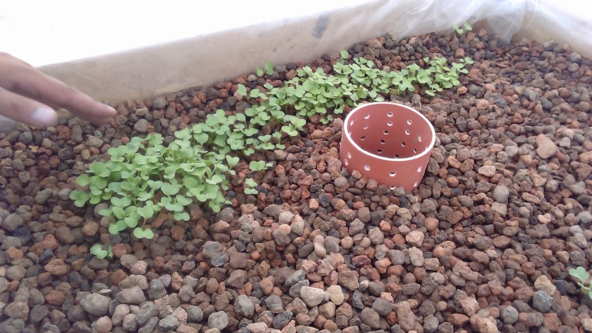 Керамзит для мульчирования клумбы