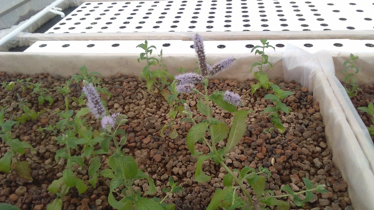 Керамзит на грядках