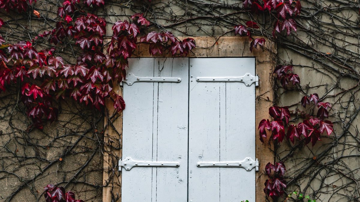 Ivy Wall Wallpaper