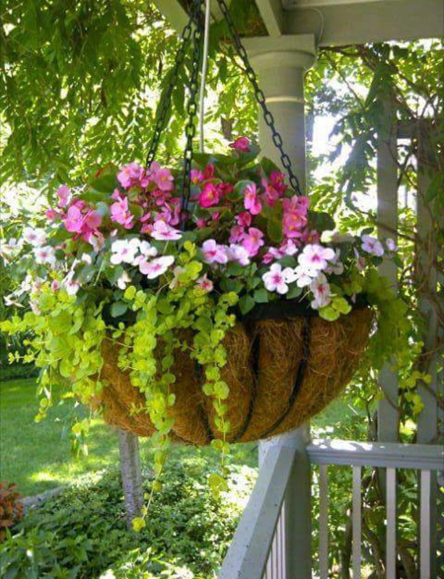 Хоста ампельная