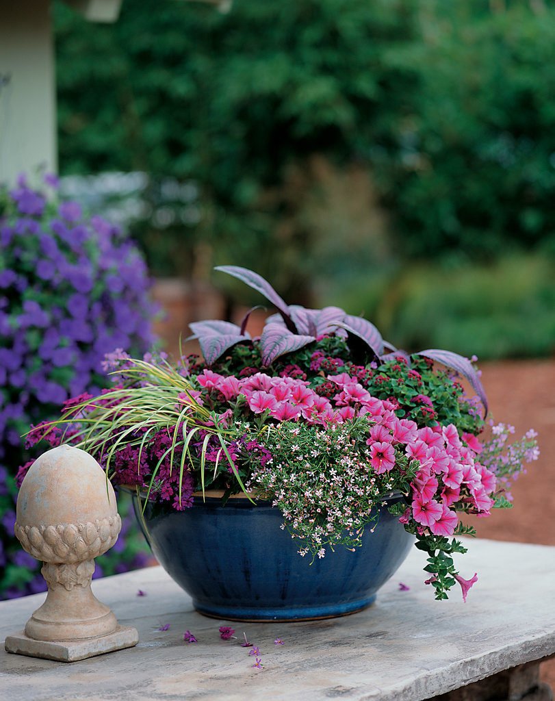 Агератум алиссум Вербена лобелия