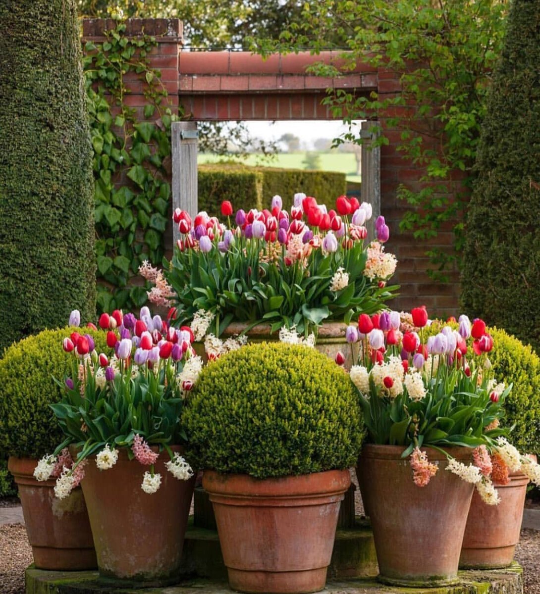 Гарден Гроув горшечные растения