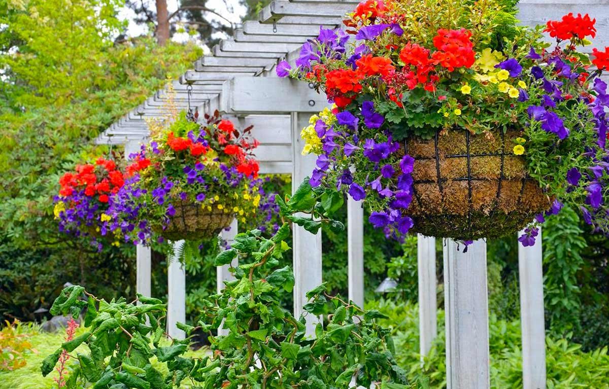 Петуния и лобелия