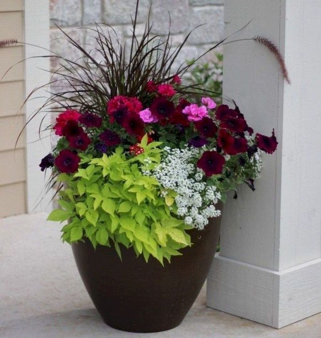 Ипомея батат