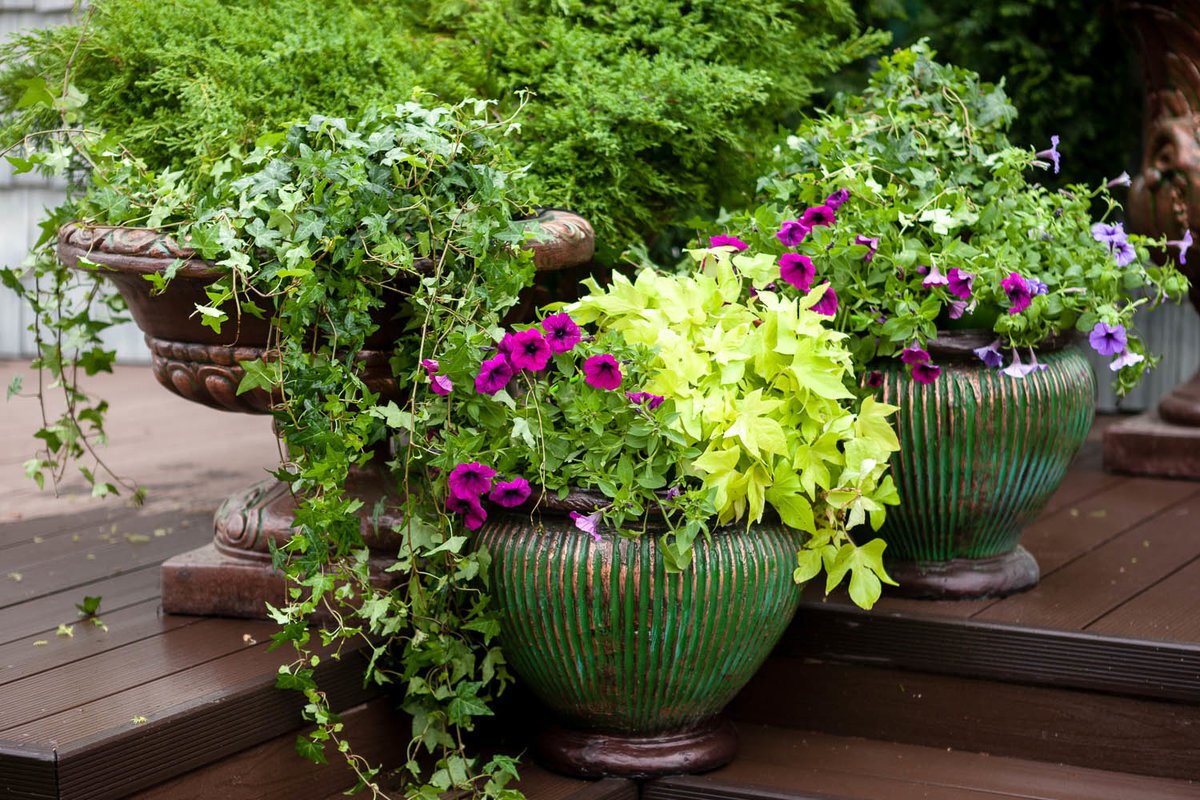 Цветы в вазонах на даче