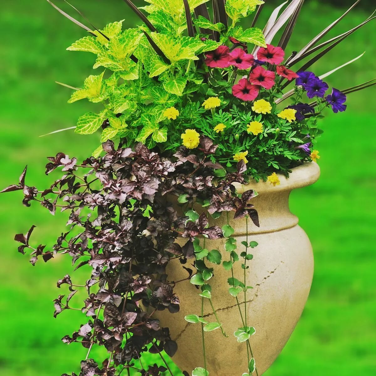 Дихондра традесканция