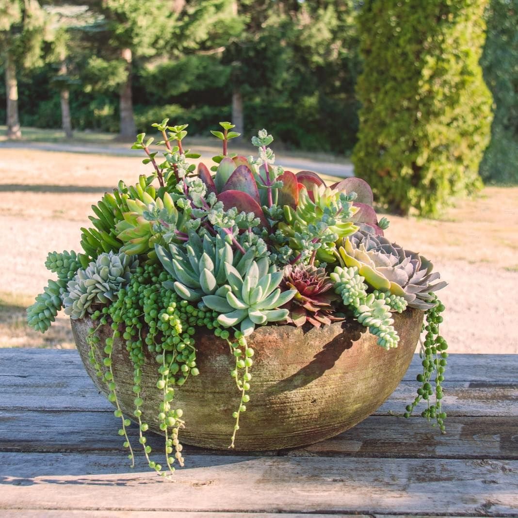Суккуленты в саду