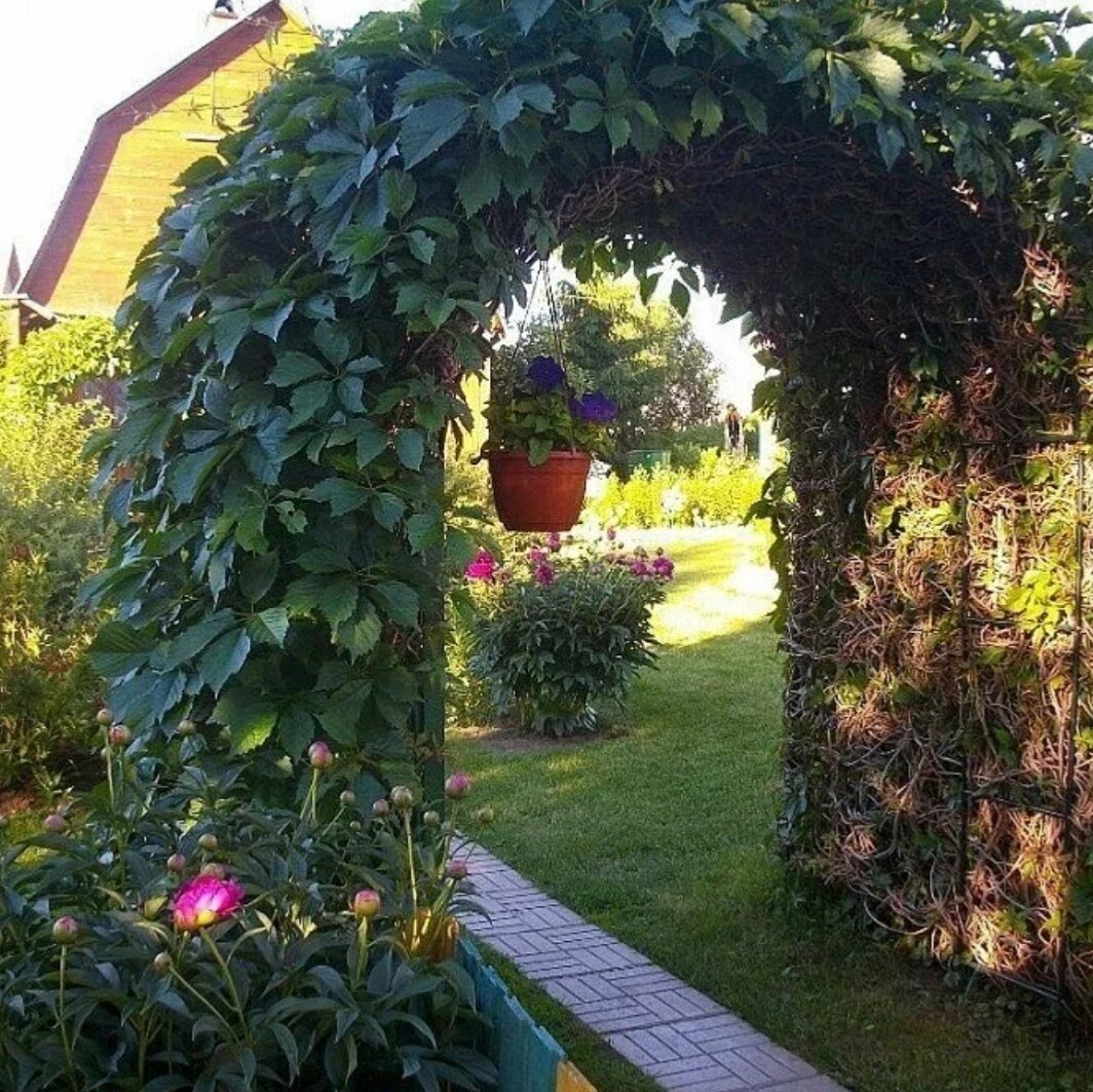 Пергола обвитая девечим виноградом