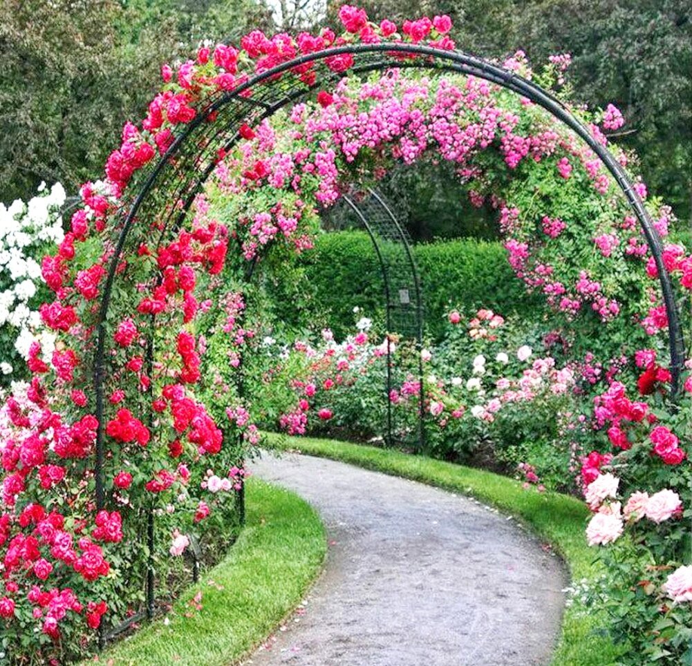 Роза палктистая Роуз Гард