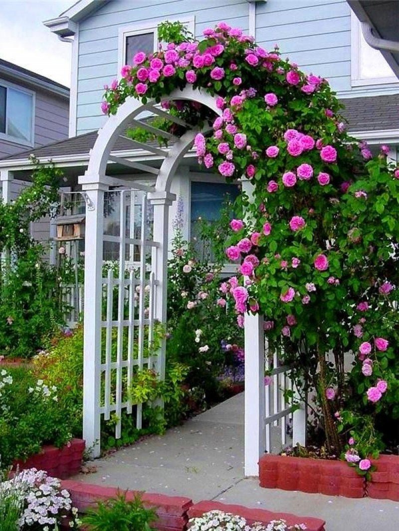 Плетистая роза в палисаднике