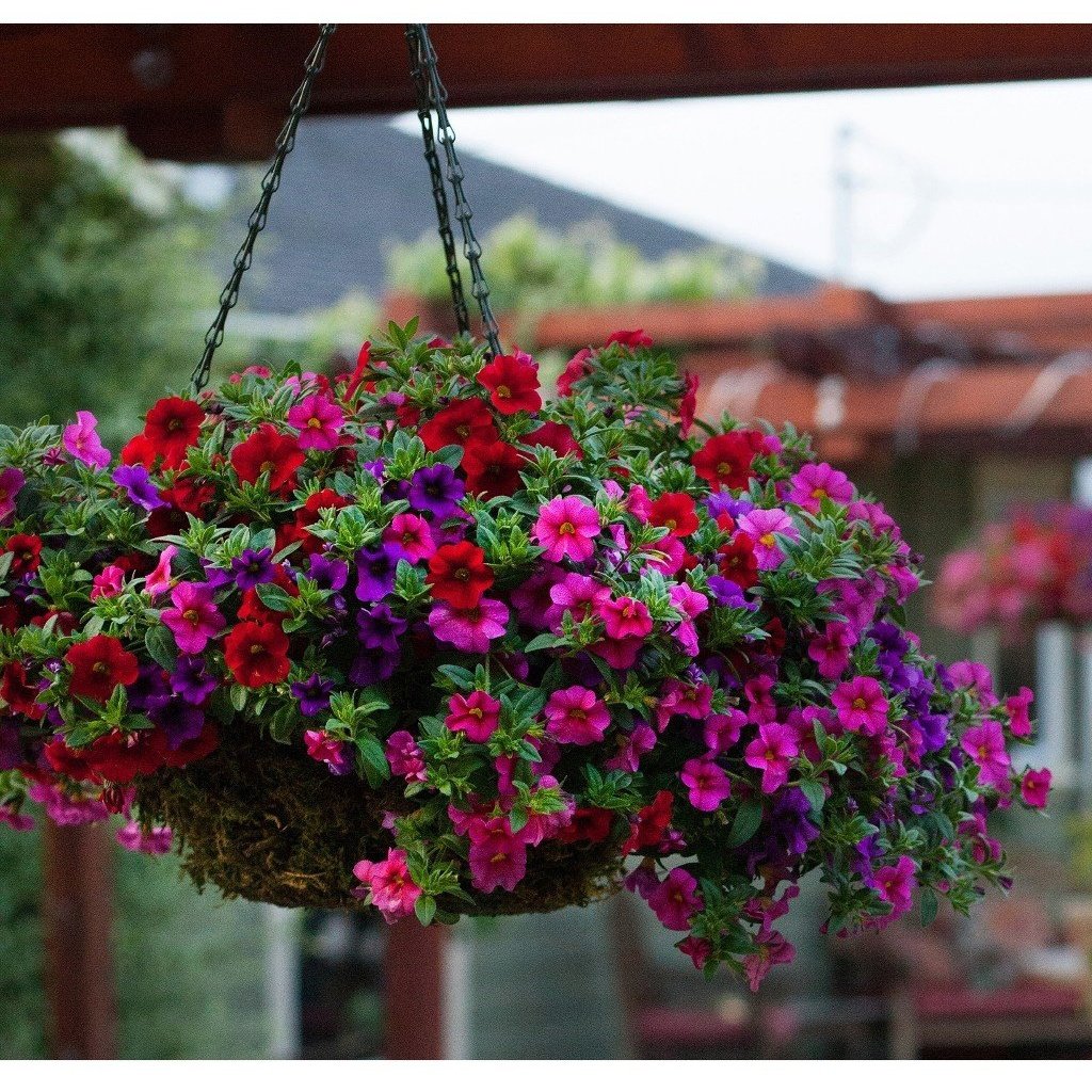 Калибрахоа и лобелия