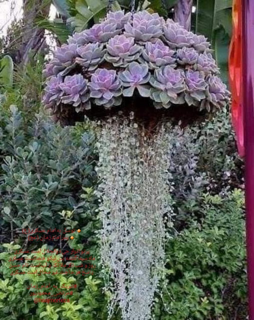 Дихондра ампельная серебристый водопад