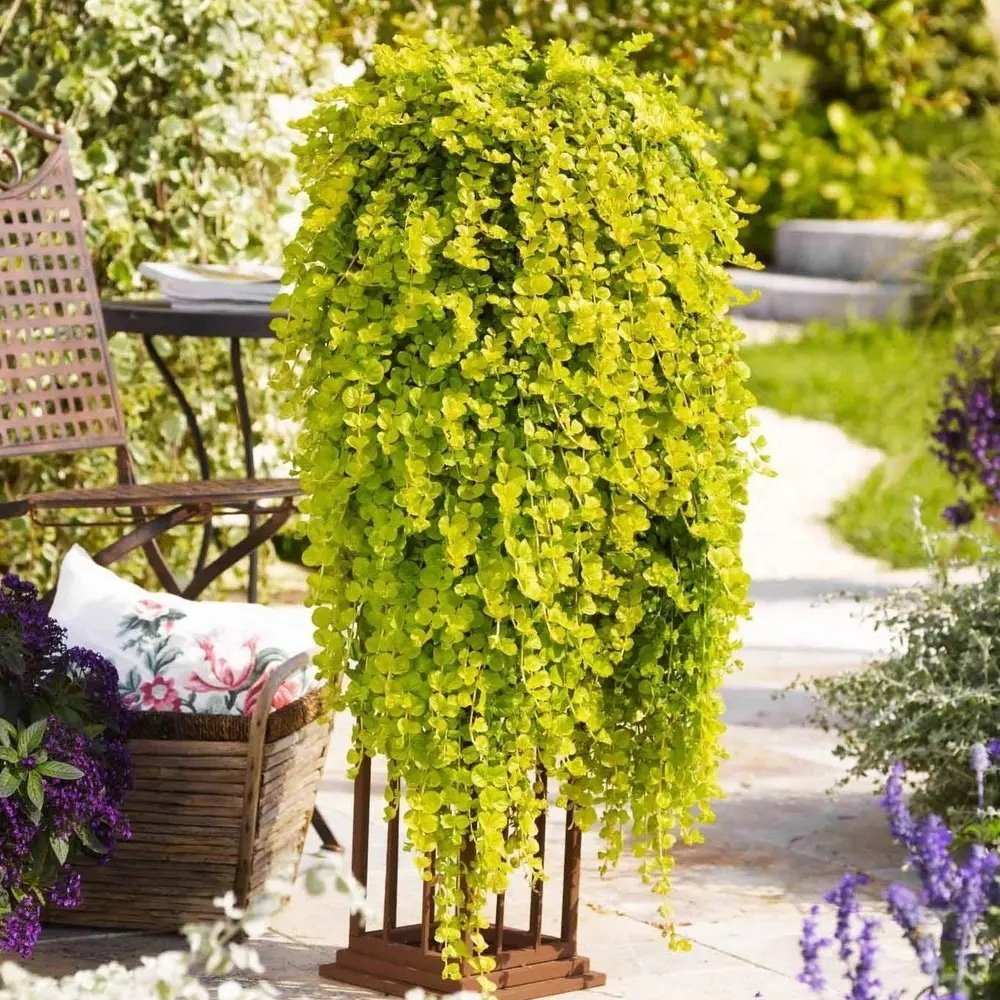 Вербейник монетчатый