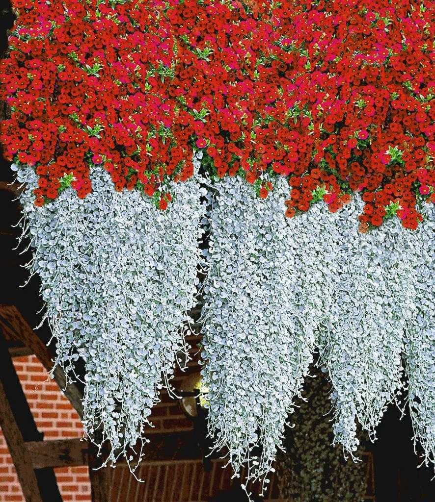 Дихондра ампельная изумрудный водопад