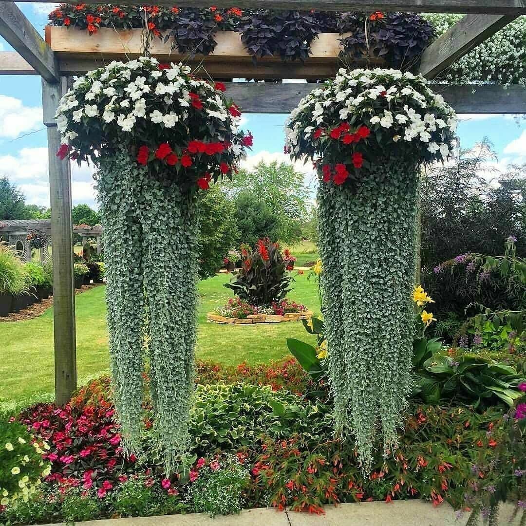 Дихондра изумрудный водопад