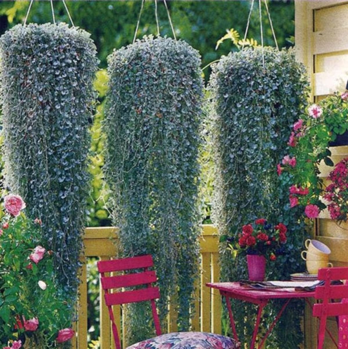 Лиана дихондра