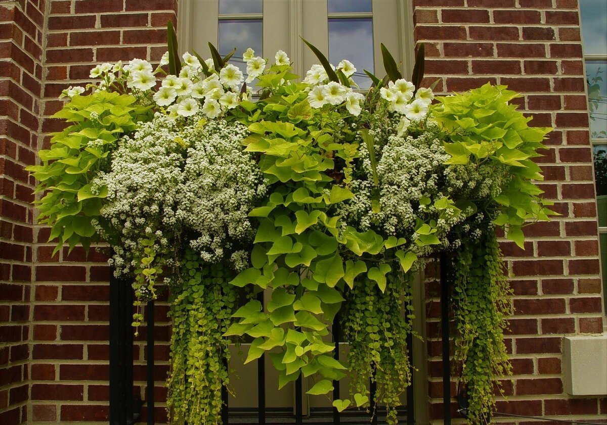 Ипомея батат ампельная