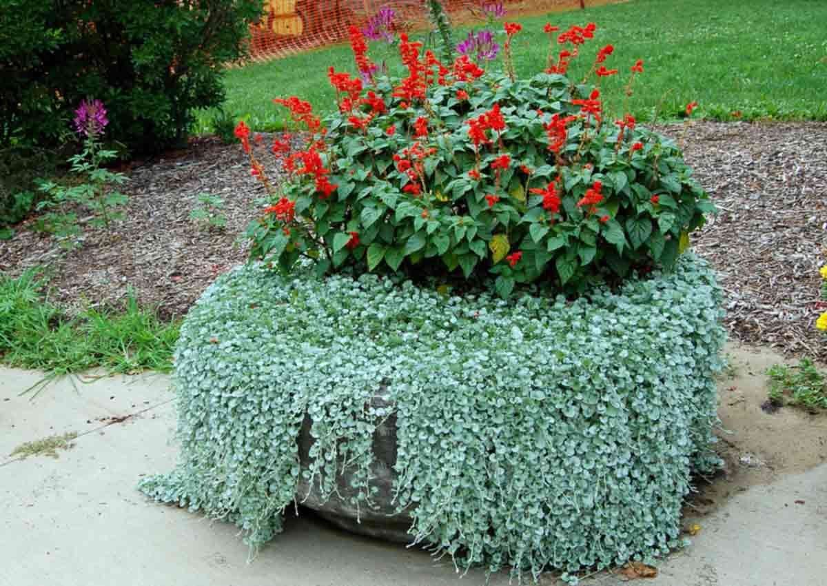 Дихондра серебристый водопад