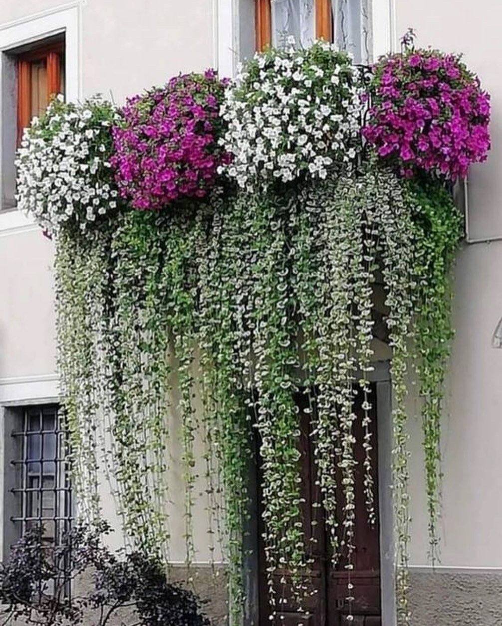 Дихондра с петуньей