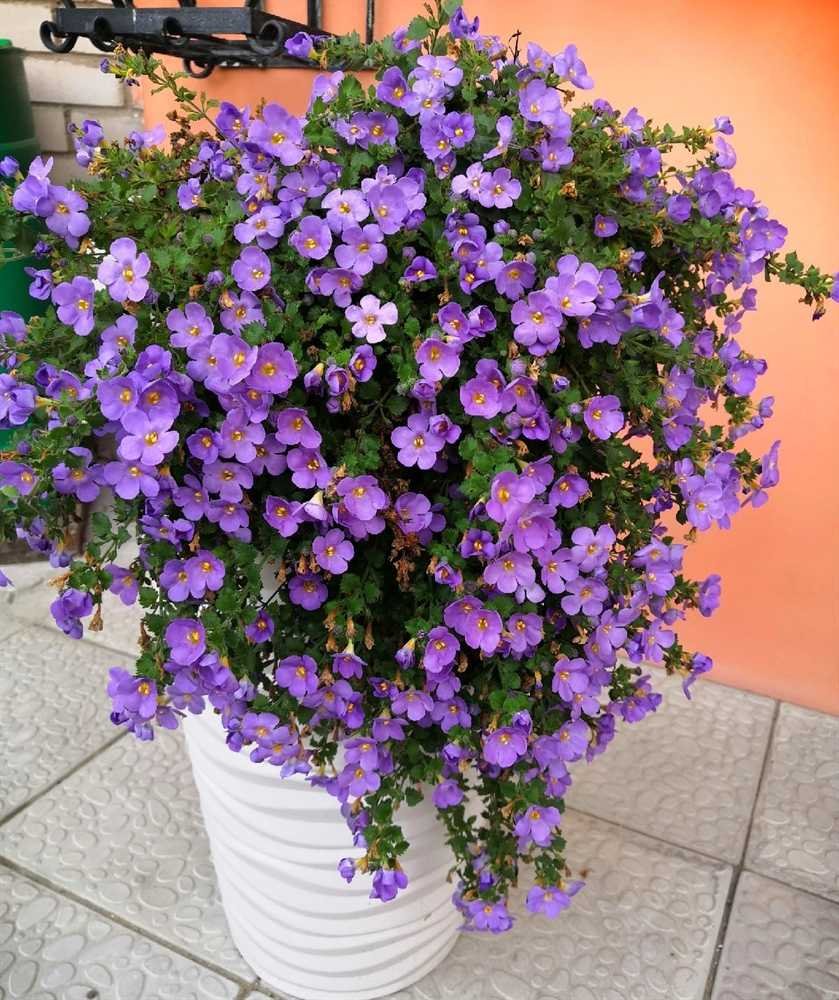 Сутера Бакопа