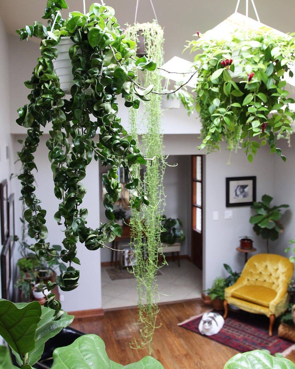 Плющ Хедера комнатный