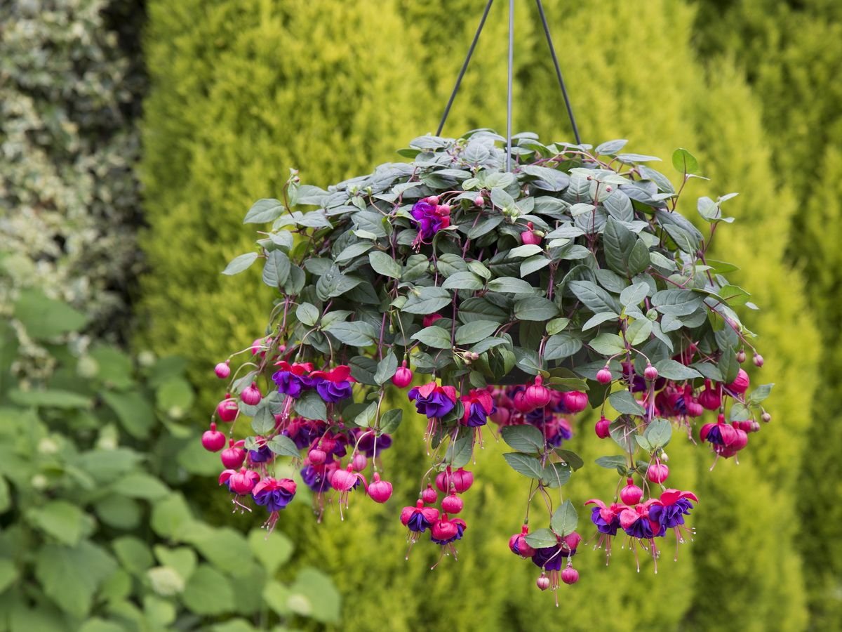 Фуксия дарк айс ампельная