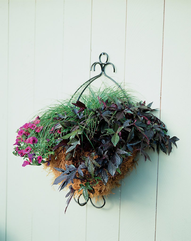 Ипомея ампельная