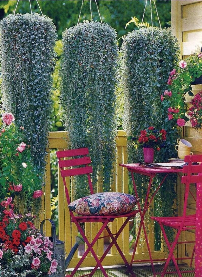 Дихондра ампельная