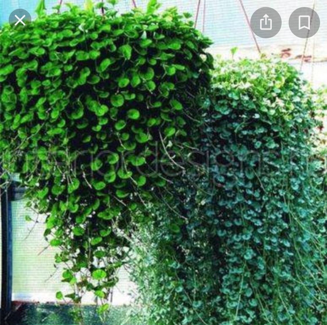 Растение дихондра ампельная изумрудный водопад