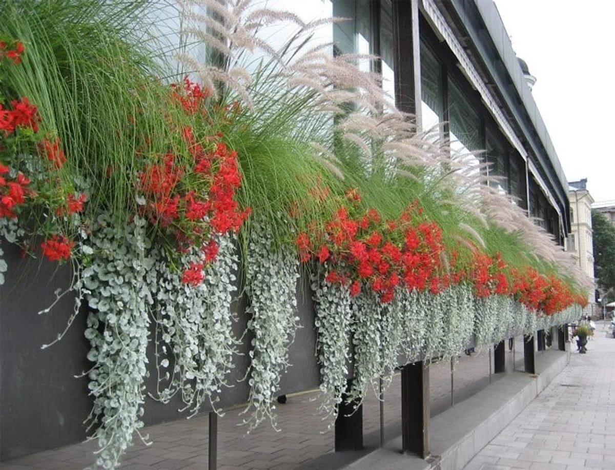 Дихондра ампельная серебристая