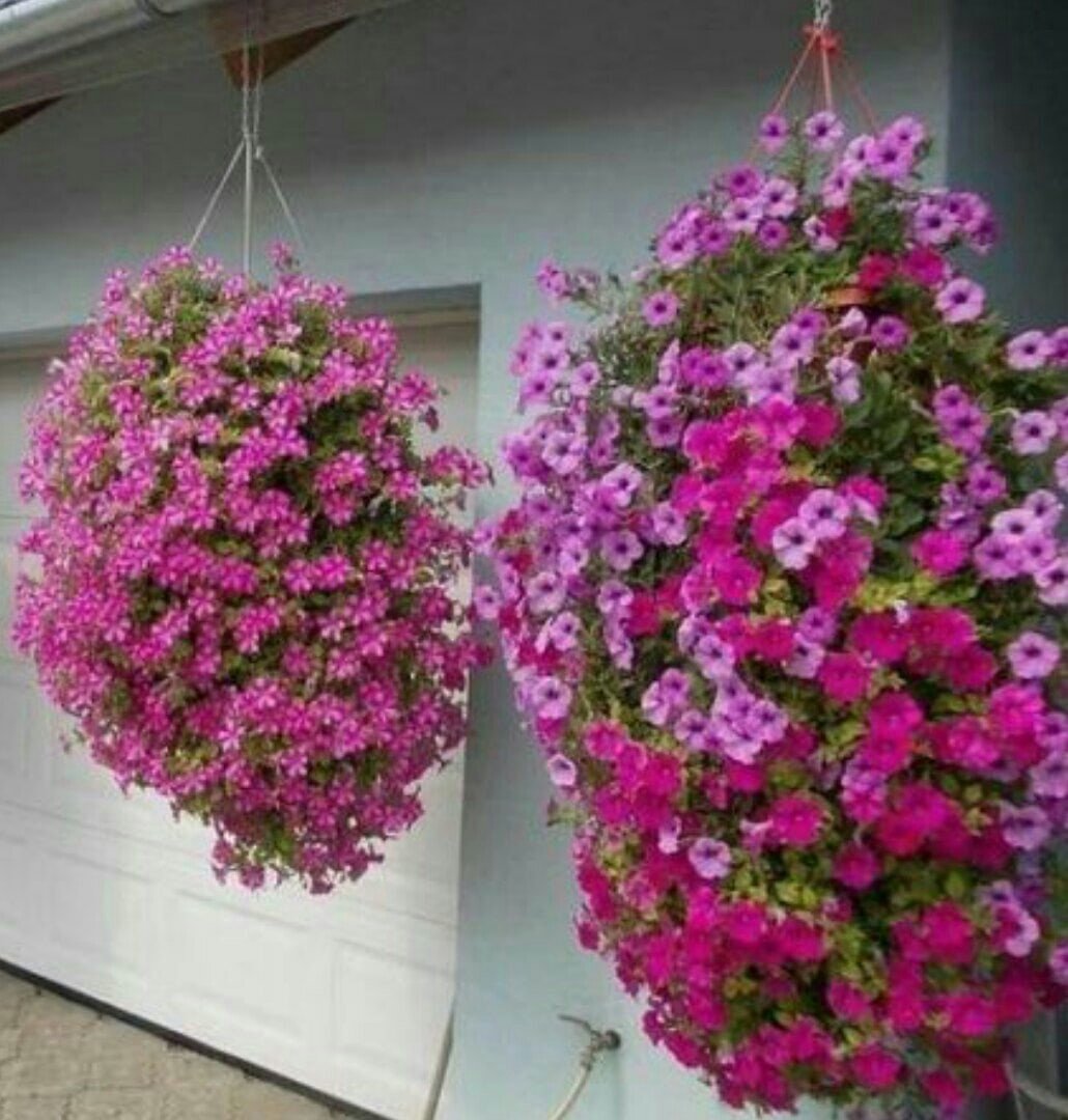 Петуния каскадная Водопадная