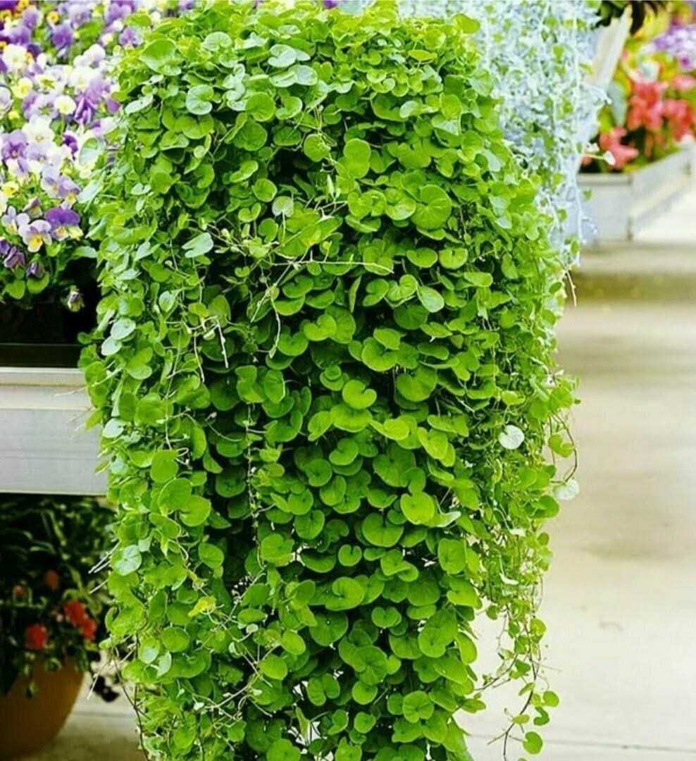 Дихондра изумрудный водопад