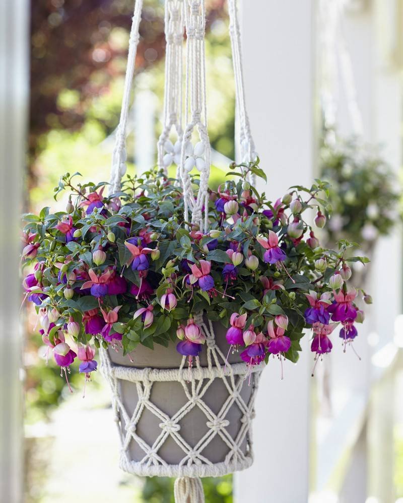 Фуксия ампельная Белла