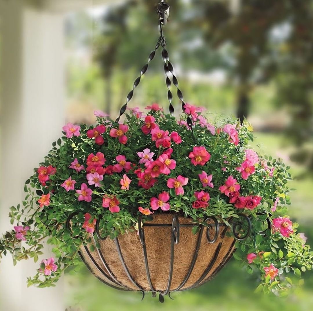 Петуния ампельная