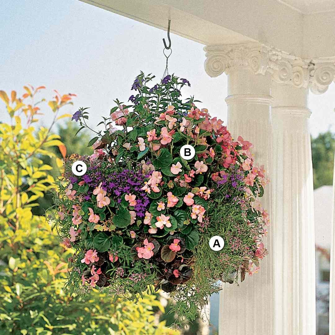 Вербена калибрахоа