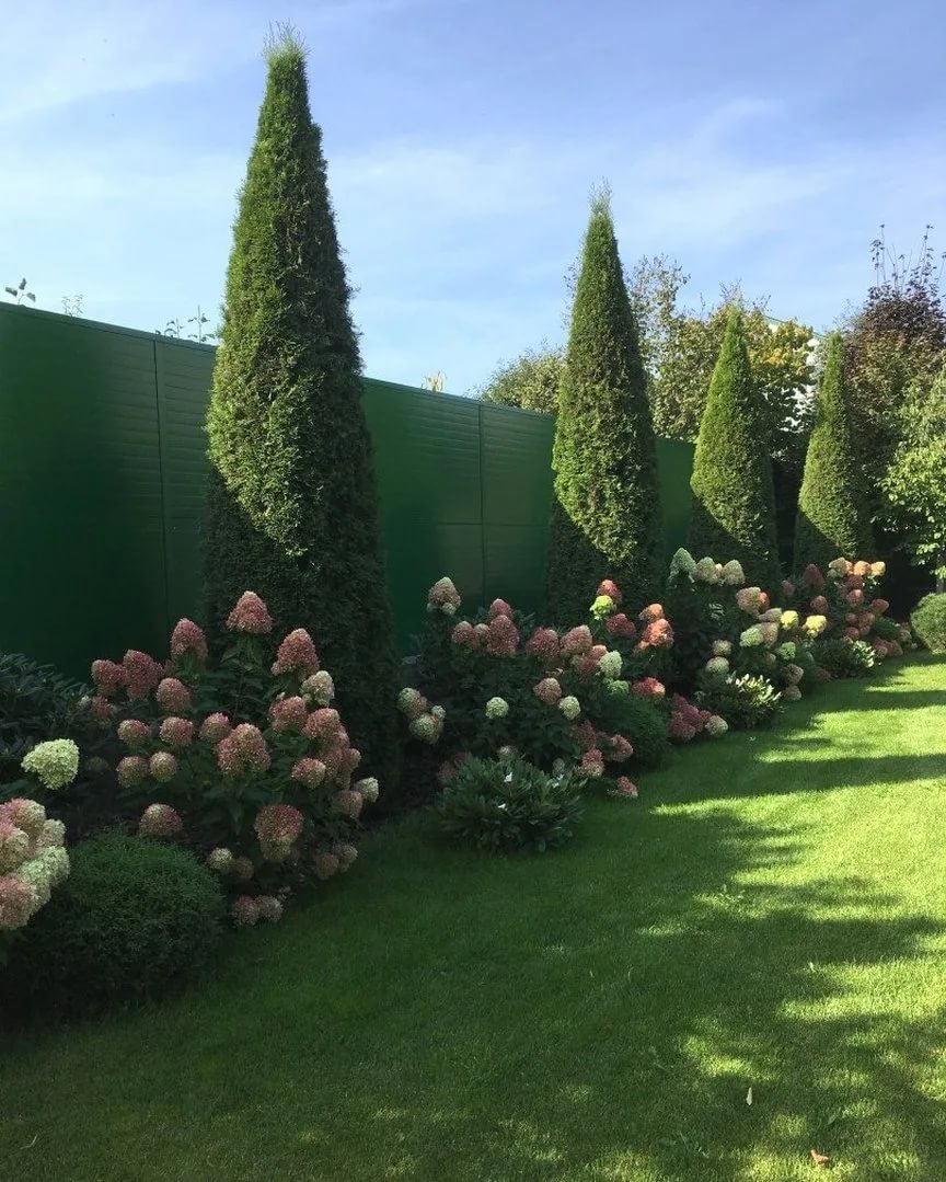 Туя Смарагд в ландшафтном дизайне