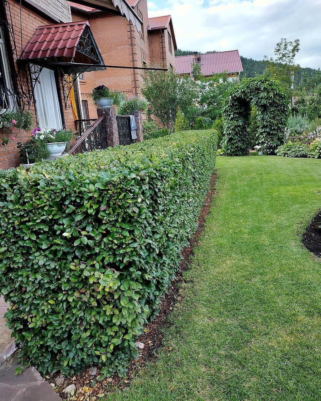 Кизильник Живая изгородь