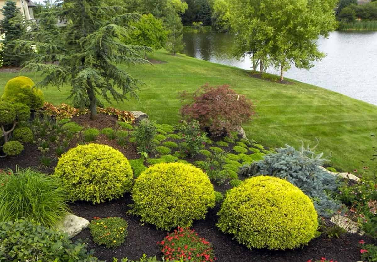 Туя Западная Даника Ауреа