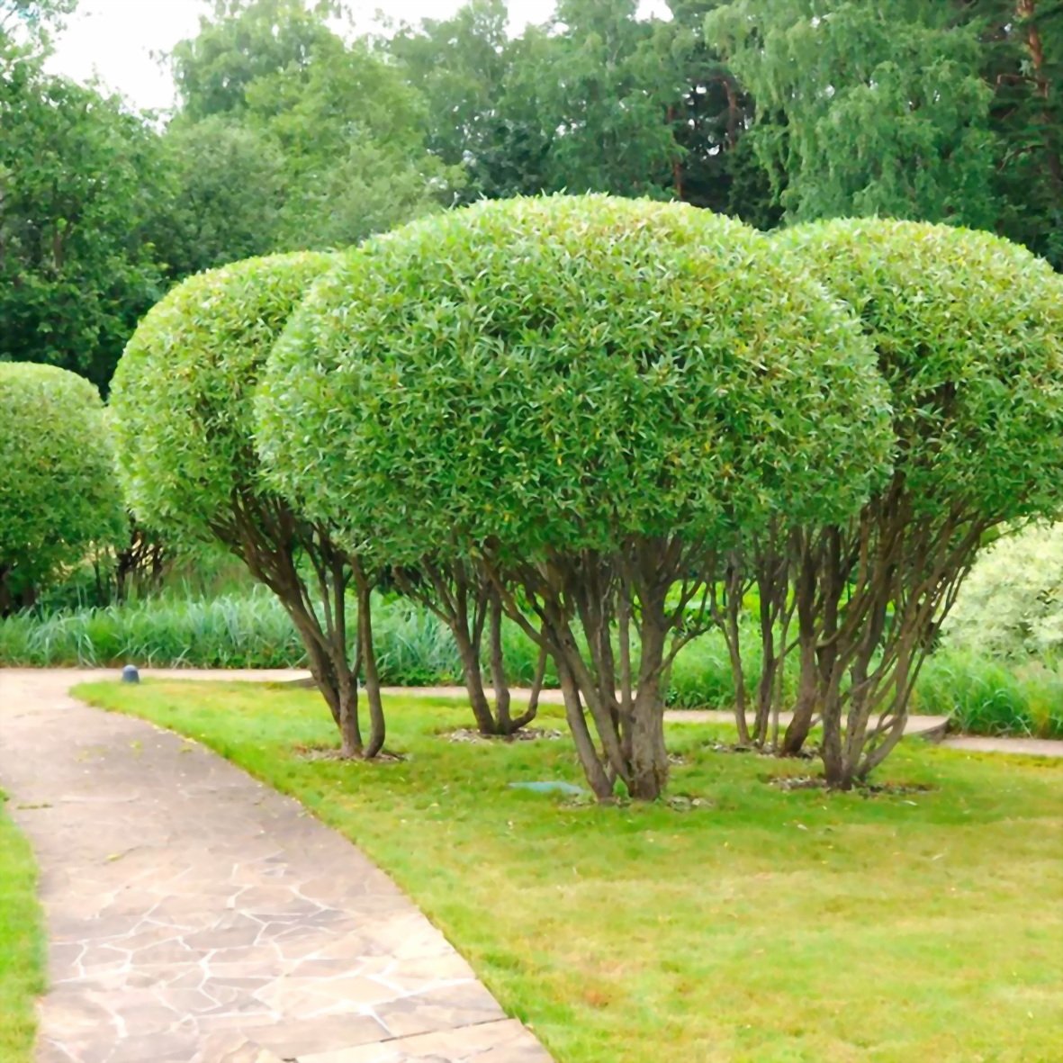 Ива ломкая Булата