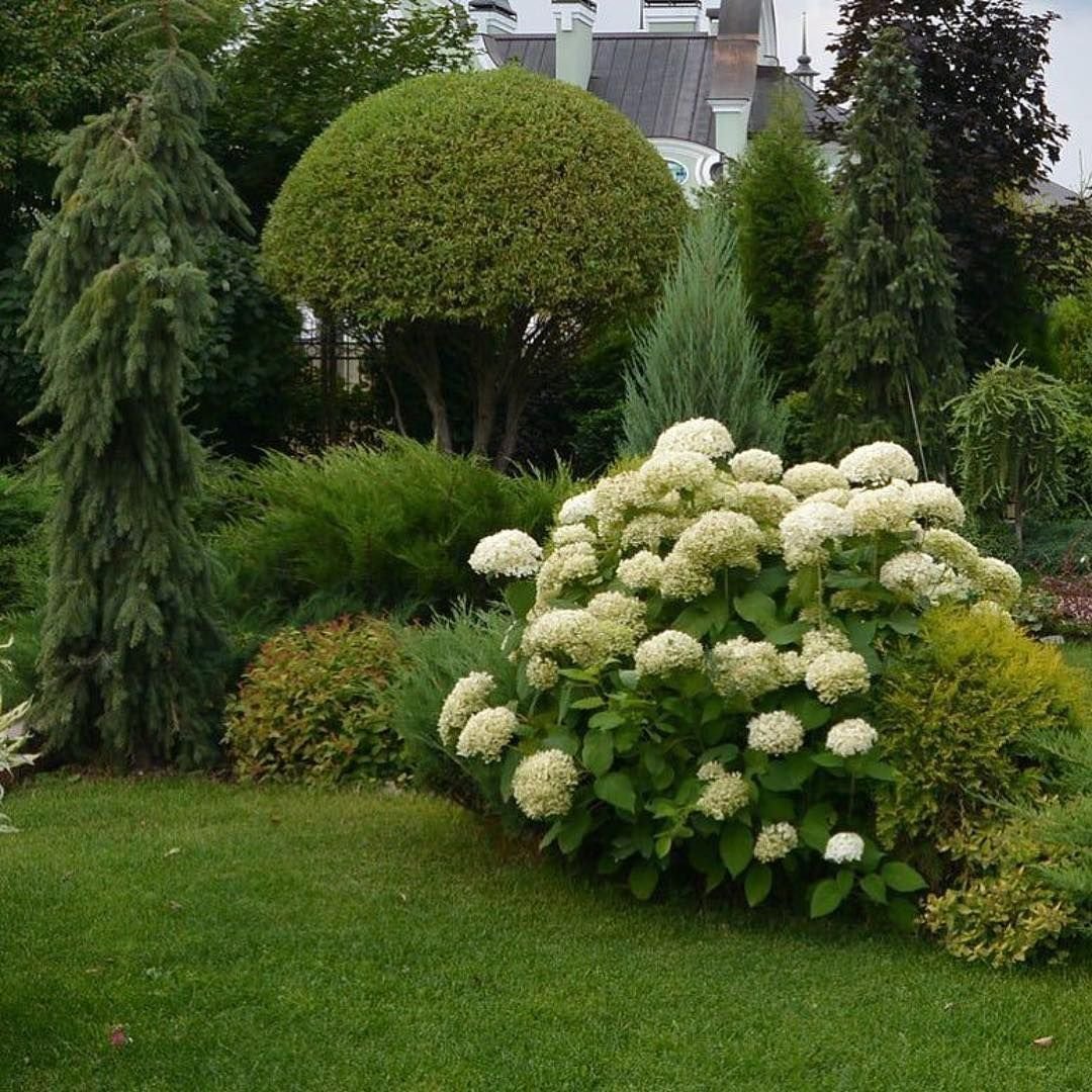 Туя и гортензия со спиреей