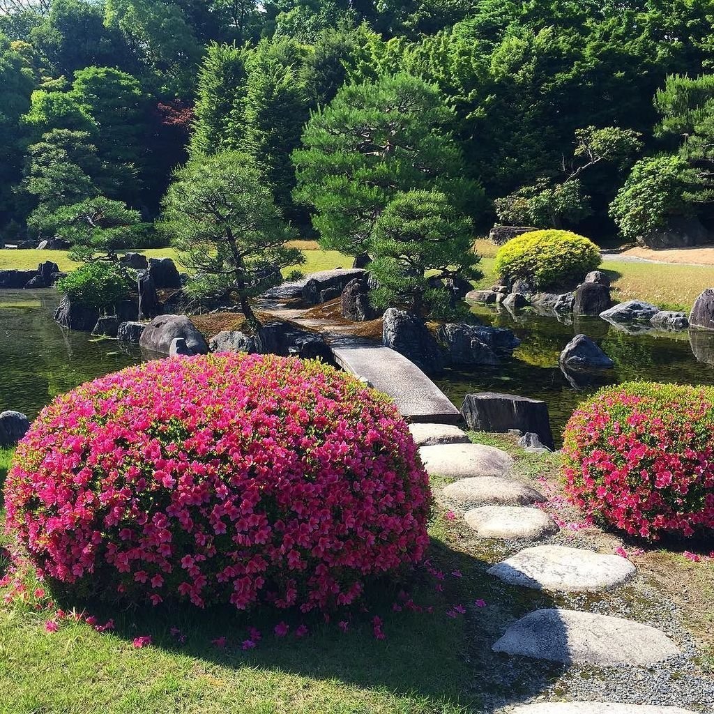 Рододендрон в ландшафтном