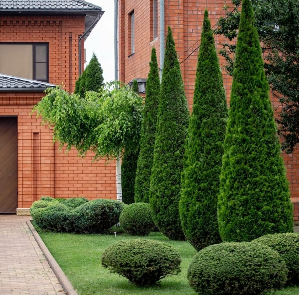 Туя Даника Живая изгородь