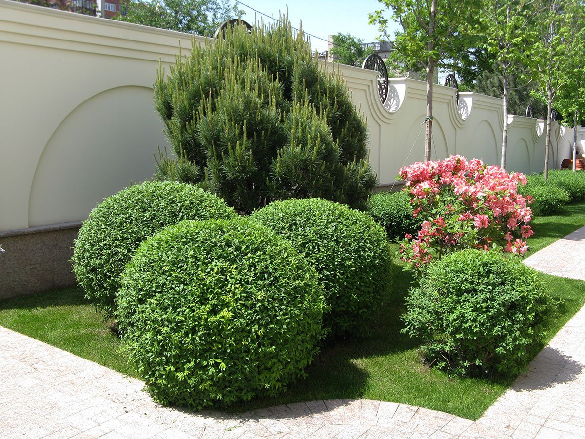 Спирея самшит