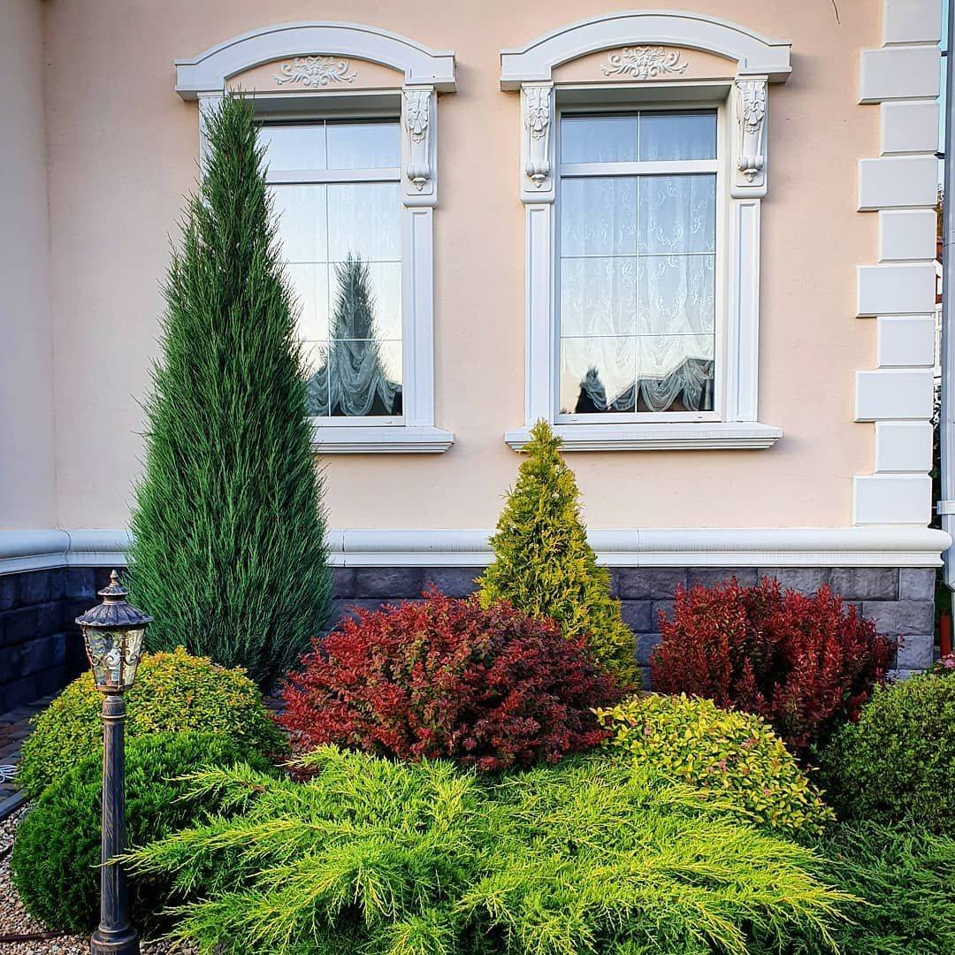 Туя Смарагд можжевельник