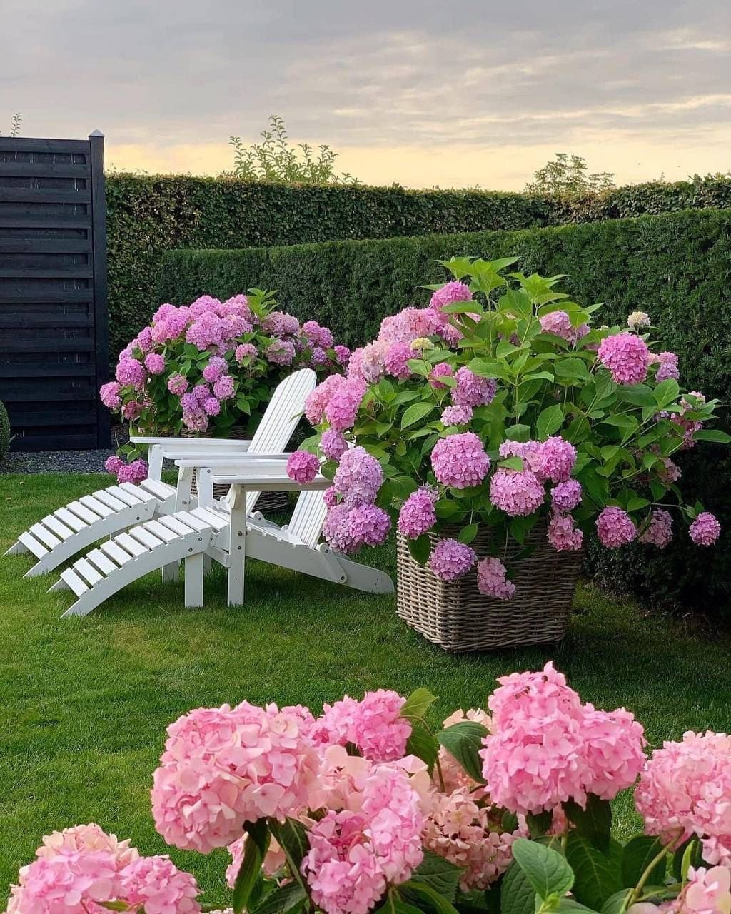 Гортензия Садовая