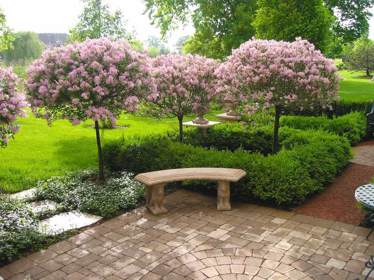 Штамбовая сирень Палибин