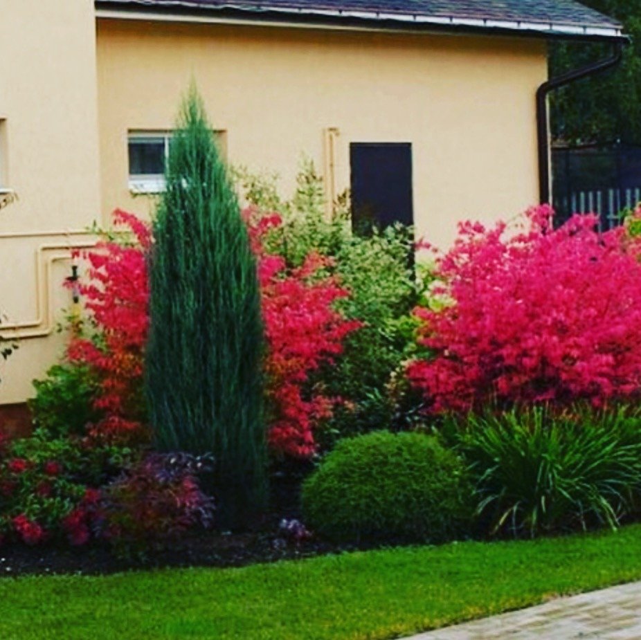 Миксбордер туя Барбарис