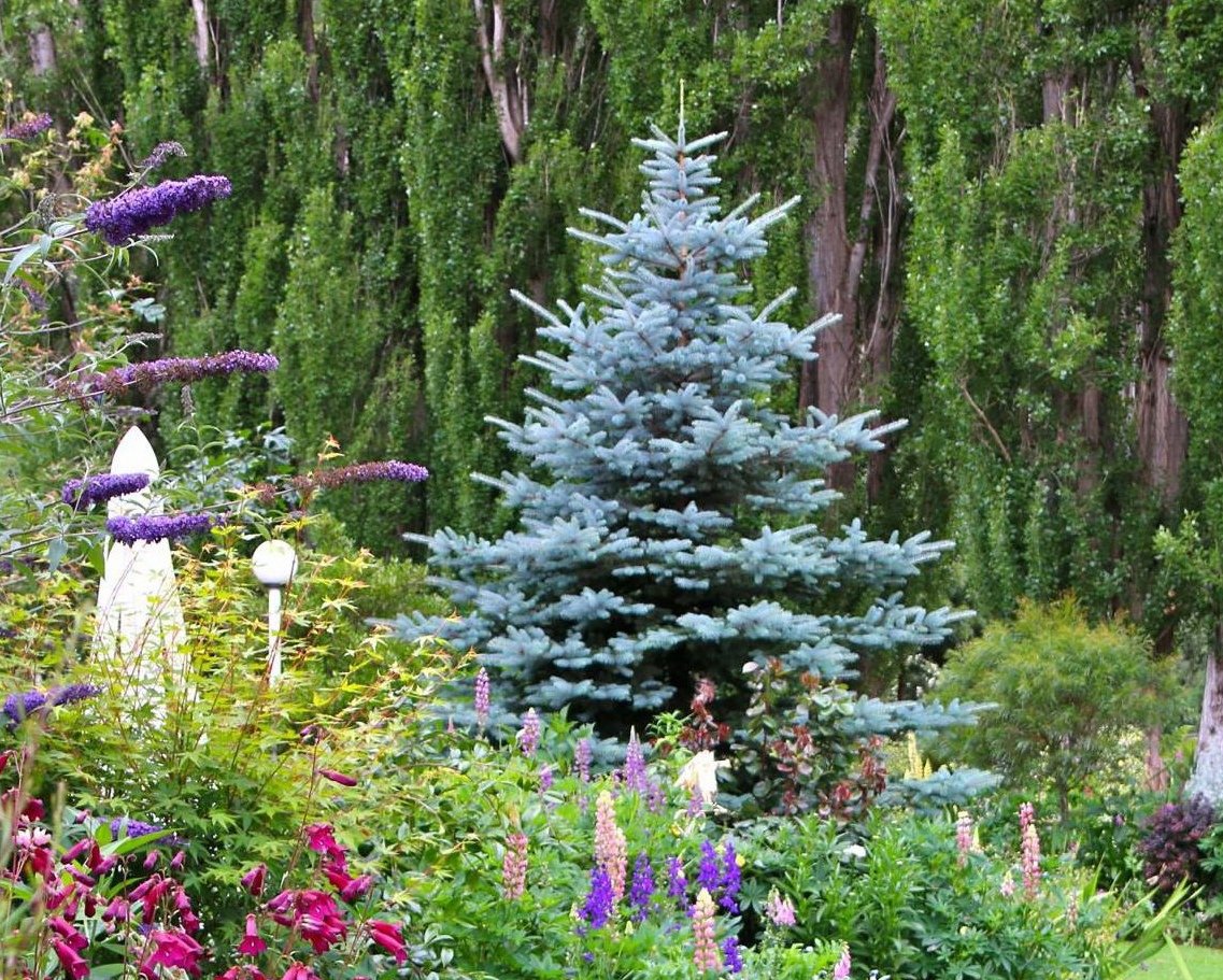 Ель Хупси в ландшафтном