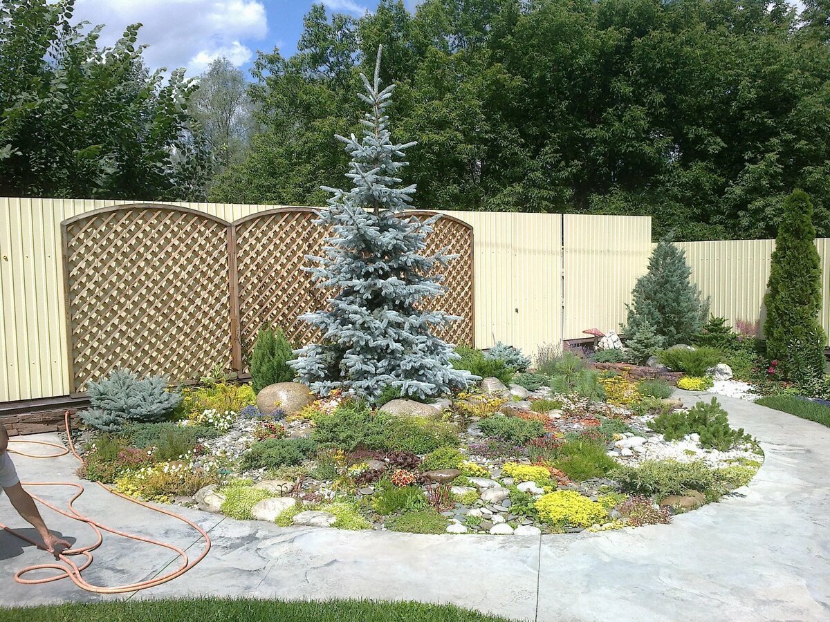 Голубая ель Хупси и туя Даника